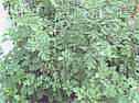 Mugwort