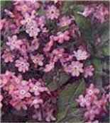 Victoria Pink Forget me not