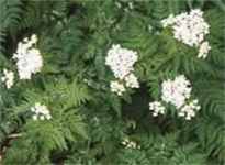 Myrrhis odorata Sweet Cicely Myrrh