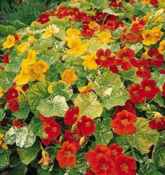 Alaska nasturtium Tropaeolum majus