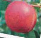 Firebrite Freestone Nectarine