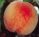 Red Gold Freestone Nectarine