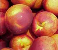 nectarines