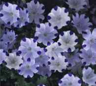 Nemophilia maculata Annual California wildflower