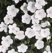 Speckles Nemophilia atomaria flower