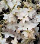 Nicotiana Domino White