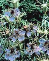 Spanish Nigella hispanica