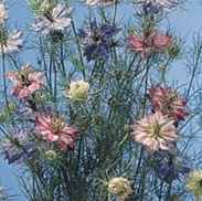 Persian Jewels Nigella damascena