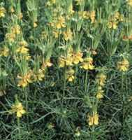 Nigella orientalis