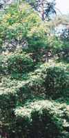 White Oak Quercus alba