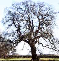 English Oak Quercus robur