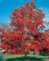 Red Oak Quercus borealis