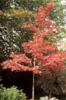 Scarlet Oak Bastard Oak Quercus coccinea