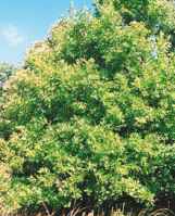 Black Oak Quercus velutina