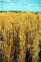 Oats Avena byzantina Haver Yulaf Dousar annual grain seed