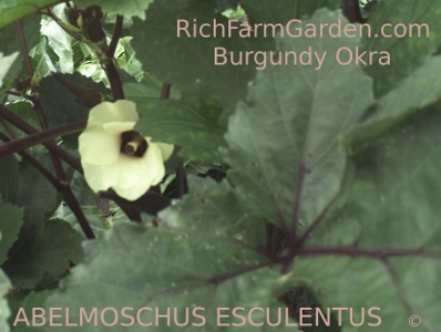 ABELMOSCHUS ESCULENTUS Flower