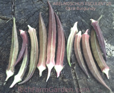 Burgundy Okra pods