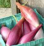 Red Torpedo Onion