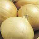 Walla Walla Onion