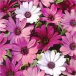 Passion Mix Annual flower Osteospermum