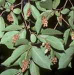 ostrya virginiana american hop hornbeam tree seed