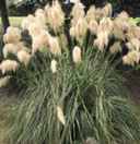 pampass white Cortaderia selloana grass