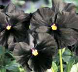 Black Prince Pansy