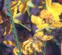 parkinsonia aculeata jerusalem thorn seed plant
