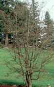 parrotia persica persian seed tree plant
