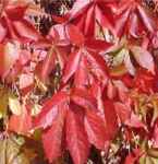 Parthenocissus quinquefolia Virginia Creeper American Ivy