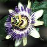 passiflora caerulea Blue Crown Passion Flower