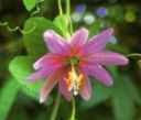 passiflora mollissima Bailey Banana Passionflower, Pink Banana Passionfruit