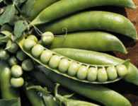 Lincoln Homesteader Pea