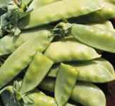 Oregon Sugar Pod Pea