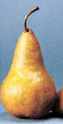 Beurre Bosc Pear fruit