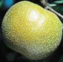Hosui Pear fruit