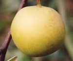 Shinseiki yellow Pear fruit