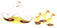 Pekin Ducks