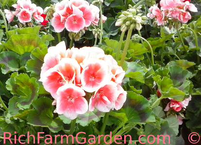 Apple Blossom Pelargonium honorum