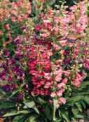 Penstemon barbatus Perennial flower Elfin Pink