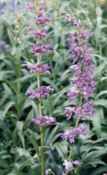Penstemon strictus Perennial Rocky Mountain wildflower