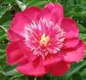 Shrub Peony