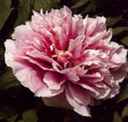 Tree Peony