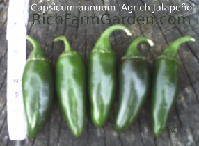 Agrich Old fashioned hot Jalapeno peppers Capsicum annuum