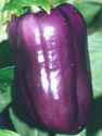 Lilac Bell
        pepper