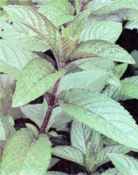 Peppermint Menthus piperita plant leaves
