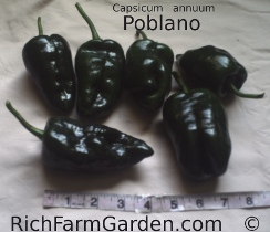 Capsicum annuum Ancho Poblano chile pepper