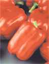 Red Bell
        pepper