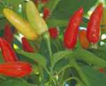 Tabasco
        Chile pepper