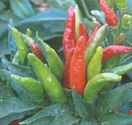 Thai
        Dragon Chile pepper